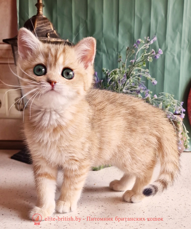 купить британского котенка, купить британца, золотой британский кот, золотые британцы фото, золотой британец, британская кошка золотая шиншилла,  британский кот шиншилла золотая, золотой тикированный британец, британец золотая шиншилла, британец золотистый,  котята британские окрас золотая шиншилла, британская кошка золотая шиншилла фото, британец окрас золотая шиншилла фото, британский золотой котенок, длинношерстная британская золотая кошка, британские котята золотая шиншилла, британский золотистый кот, кот золотой британец , британцы окрас золотой, британцы окрас золотая шиншилла, котята британцы золотая шиншилла, золотистые британские котята, британские котята золотого окраса, британцы золотая шиншилла фото, золотой окрас британских кошек, британцы золотого окраса, британские котята золотого окраса, британец окрас золотая шиншилла, британские котята окраса золотая шиншилла,  британская короткошерстная окраса золото