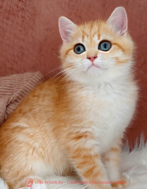 купить британского котенка, купить британца, золотой британский кот, золотые британцы фото, золотой британец, британская кошка золотая шиншилла,  британский кот шиншилла золотая, золотой тикированный британец, британец золотая шиншилла, британец золотистый,  котята британские окрас золотая шиншилла, британская кошка золотая шиншилла фото, британец окрас золотая шиншилла фото, британский золотой котенок, длинношерстная британская золотая кошка, британские котята золотая шиншилла, британский золотистый кот, кот золотой британец , британцы окрас золотой, британцы окрас золотая шиншилла, котята британцы золотая шиншилла, золотистые британские котята, британские котята золотого окраса, британцы золотая шиншилла фото, золотой окрас британских кошек, британцы золотого окраса, британские котята золотого окраса, британец окрас золотая шиншилла, британские котята окраса золотая шиншилла,  британская короткошерстная окраса золото