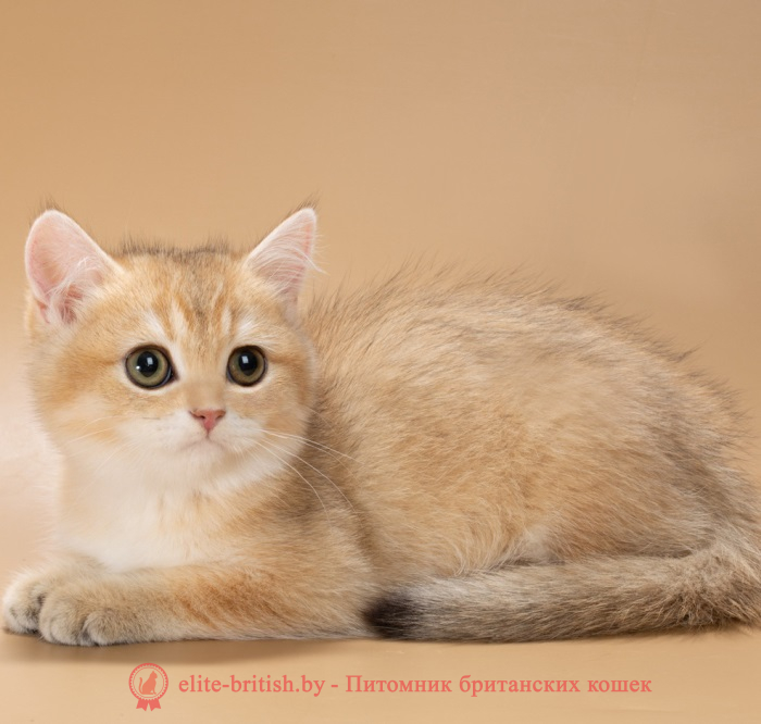 купить британского котенка, купить британца, золотой британский кот, золотые британцы фото, золотой британец, британская кошка золотая шиншилла,  британский кот шиншилла золотая, золотой тикированный британец, британец золотая шиншилла, британец золотистый,  котята британские окрас золотая шиншилла, британская кошка золотая шиншилла фото, британец окрас золотая шиншилла фото, британский золотой котенок, длинношерстная британская золотая кошка, британские котята золотая шиншилла, британский золотистый кот, кот золотой британец , британцы окрас золотой, британцы окрас золотая шиншилла, котята британцы золотая шиншилла, золотистые британские котята, британские котята золотого окраса, британцы золотая шиншилла фото, золотой окрас британских кошек, британцы золотого окраса, британские котята золотого окраса, британец окрас золотая шиншилла, британские котята окраса золотая шиншилла,  британская короткошерстная окраса золото