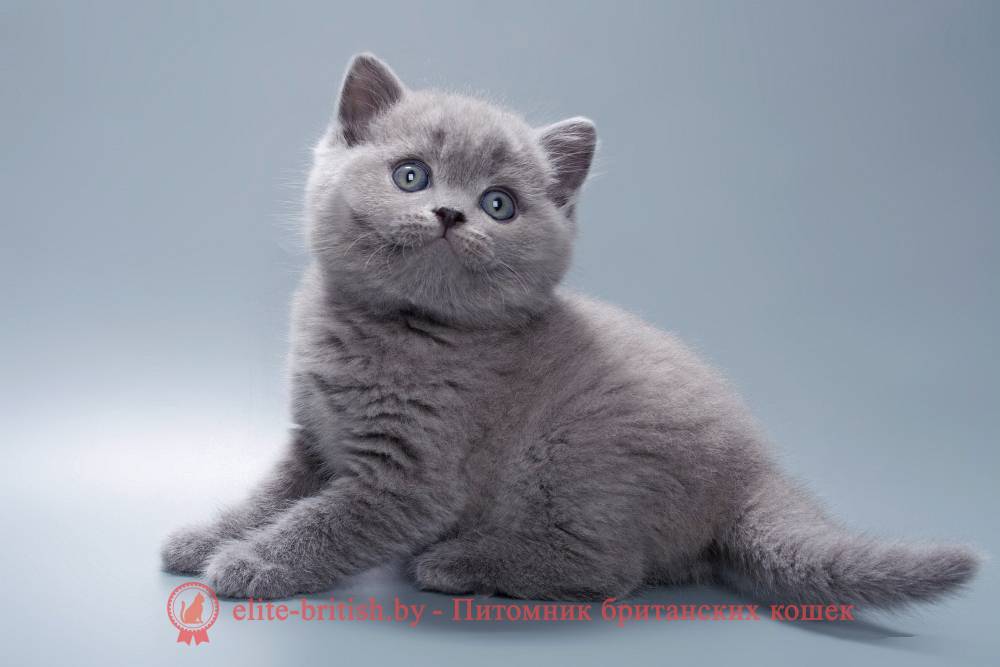 купить британского котенка, купить британца, британец голубой фото, голубые британцы фото, британский кошки голубой, британская голубая кошка, британская голубая кошка фото, британской голубой кошки фото, кот британский голубой, коты британские голубые, голубые британские котята фото, британский голубой котенок фото, британский голубой кот фото, фото британского голубого кота, окрас британских котят голубой фото, британские котята голубого окраса фото, британцы коты фото голубые