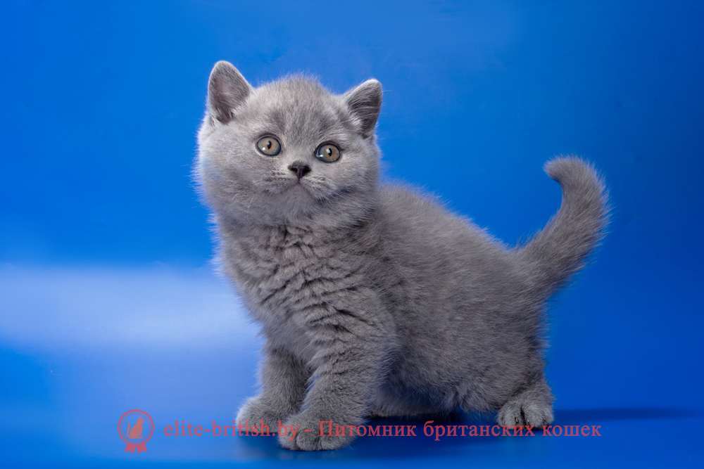 Британский котенок голубого окраса, мальчик Romario (Ромарио), помет от 4.05.2026 купить британского котенка, купить британца, британец голубой фото, голубые британцы фото, британский кошки голубой, британская голубая кошка, британская голубая кошка фото, британской голубой кошки фото, кот британский голубой, коты британские голубые, голубые британские котята фото, британский голубой котенок фото, британский голубой кот фото, фото британского голубого кота, окрас британских котят голубой фото, британские котята голубого окраса фото, британцы коты фото голубые