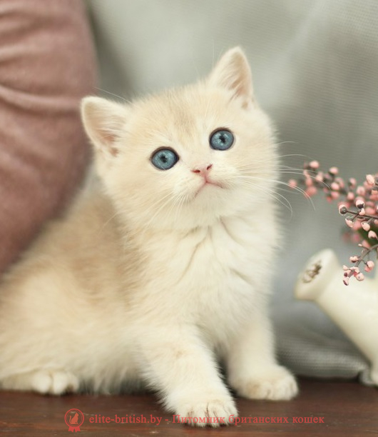 купить британского котенка, купить британца, купить британского котенка голубое золото биколор, купить британца голубое золото биколор, голубой золотой британский кот, биколор шиншиллы золотые голубые биколор британцы фото, золотой тикированный британец, британская кошка золотая шиншилла тикированная, британский кот шиншилла золотая, золотой тикированный британец, британец золотая шиншилла, британец золотистый, котята британские окрас золотая шиншилла, британская кошка золотая шиншилла фото, британец окрас золотая шиншилла фото, британский золотой котенок, британская золотая кошка, британские котята золотая шиншилла, британский золотистый кот, кот золотой британец, британцы окрас золотой