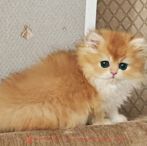 купить британского котенка, купить британца, золотой британский кот, золотые британцы фото, золотой британец, британская кошка золотая шиншилла,  британский кот шиншилла золотая, золотой тикированный британец, британец золотая шиншилла, британец золотистый,  котята британские окрас золотая шиншилла, британская кошка золотая шиншилла фото, британец окрас золотая шиншилла фото, британский золотой котенок, длинношерстная британская золотая кошка, британские котята золотая шиншилла, британский золотистый кот, кот золотой британец , британцы окрас золотой, британцы окрас золотая шиншилла, котята британцы золотая шиншилла, золотистые британские котята, британские котята золотого окраса, британцы золотая шиншилла фото, золотой окрас британских кошек, британцы золотого окраса, британские котята золотого окраса, британец окрас золотая шиншилла, британские котята окраса золотая шиншилла,  британская короткошерстная окраса золото