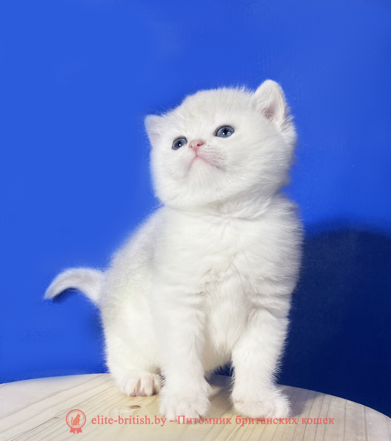 купить британского котенка, купить британца, золотой британский кот, золотые британцы фото, золотой британец, британская кошка золотая шиншилла,  британский кот шиншилла золотая, золотой тикированный британец, британец золотая шиншилла, британец золотистый,  котята британские окрас золотая шиншилла, британская кошка золотая шиншилла фото, британец окрас золотая шиншилла фото, британский золотой котенок, длинношерстная британская золотая кошка, британские котята золотая шиншилла, британский золотистый кот, кот золотой британец , британцы окрас золотой, британцы окрас золотая шиншилла, котята британцы золотая шиншилла, золотистые британские котята, британские котята золотого окраса, британцы золотая шиншилла фото, золотой окрас британских кошек, британцы золотого окраса, британские котята золотого окраса, британец окрас золотая шиншилла, британские котята окраса золотая шиншилла,  британская короткошерстная окраса золото