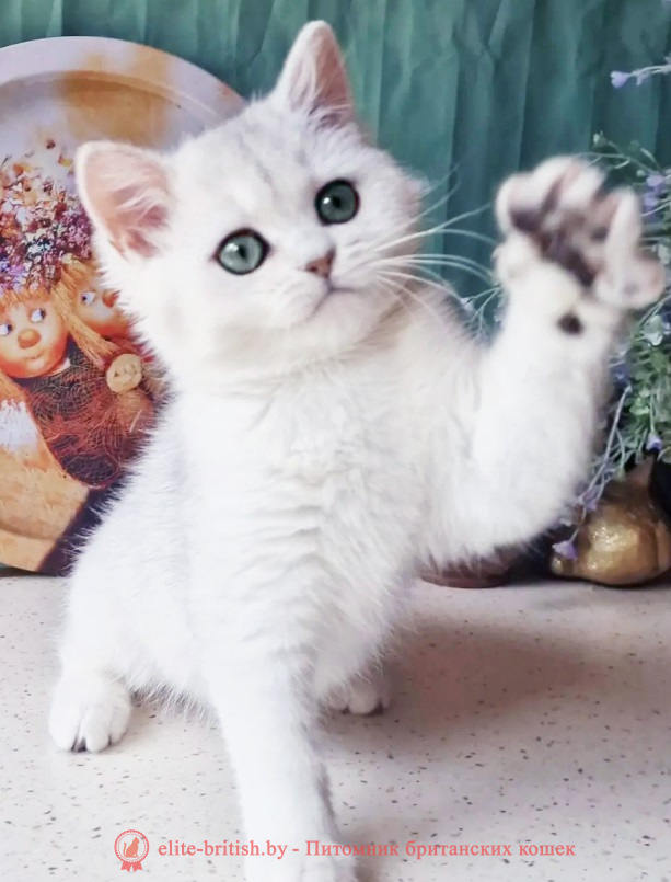 купить британского котенка, купить британца, золотой британский кот, золотые британцы фото, золотой британец, британская кошка золотая шиншилла,  британский кот шиншилла золотая, золотой тикированный британец, британец золотая шиншилла, британец золотистый,  котята британские окрас золотая шиншилла, британская кошка золотая шиншилла фото, британец окрас золотая шиншилла фото, британский золотой котенок, длинношерстная британская золотая кошка, британские котята золотая шиншилла, британский золотистый кот, кот золотой британец , британцы окрас золотой, британцы окрас золотая шиншилла, котята британцы золотая шиншилла, золотистые британские котята, британские котята золотого окраса, британцы золотая шиншилла фото, золотой окрас британских кошек, британцы золотого окраса, британские котята золотого окраса, британец окрас золотая шиншилла, британские котята окраса золотая шиншилла,  британская короткошерстная окраса золото