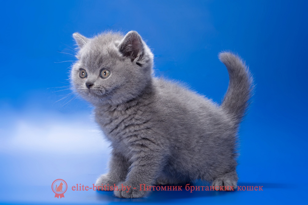 Британский котенок голубого окраса, мальчик Romario (Ромарио), помет от 4.05.2026 купить британского котенка, купить британца, британец голубой фото, голубые британцы фото, британский кошки голубой, британская голубая кошка, британская голубая кошка фото, британской голубой кошки фото, кот британский голубой, коты британские голубые, голубые британские котята фото, британский голубой котенок фото, британский голубой кот фото, фото британского голубого кота, окрас британских котят голубой фото, британские котята голубого окраса фото, британцы коты фото голубые