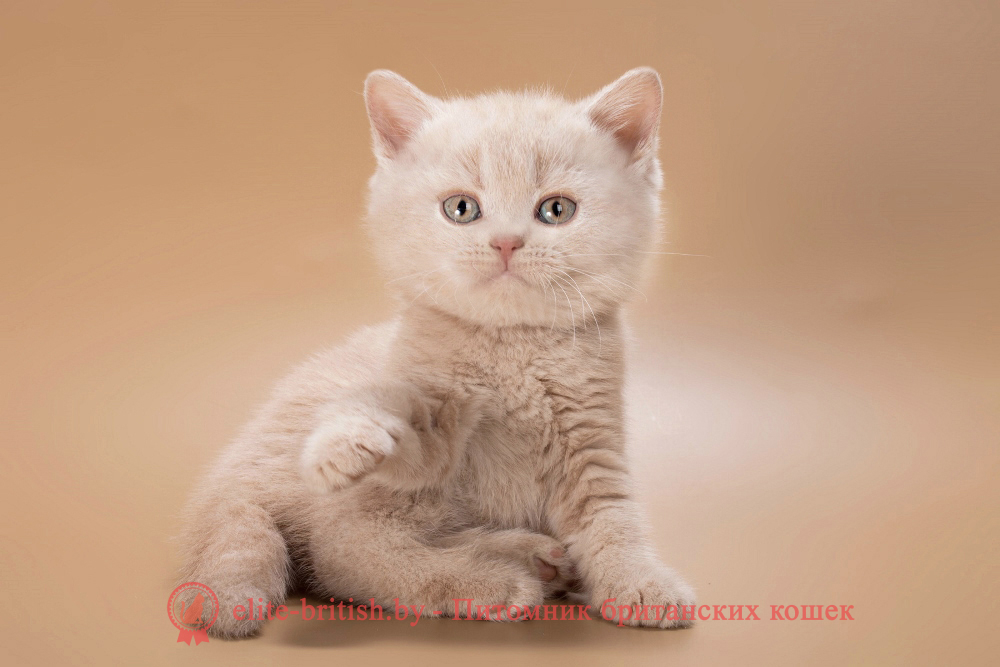 Британский котенок кремового окраса, мальчик Ronny (Ронни), помет от 4.05.2026 бежевые британцы, бежевый британец фото, кошки британские бежевые, бежевые британские коты, британские котята кремовые фото, британские кремовые коты фото, кремовый британец фото, британские котята кремового окраса фото, британец персикового цвета фото, британские котята персиковые фото, британские персиковые котята, британец персиковый, британец персиковый фото, британцы персикового окраса, британские котята кремового окраса, кремовый окрас британских кошек, британцы кремового окраса, британский кот кремового окраса, британская кошка кремовый окрас фото, британские котята кремового окраса фото