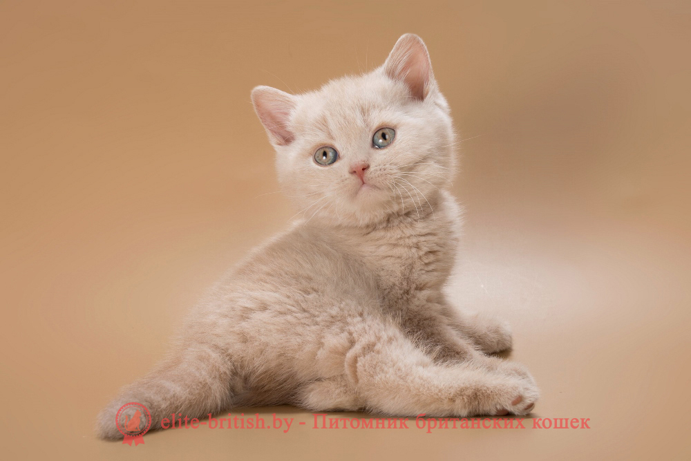 Британский котенок кремового окраса, мальчик Ronny (Ронни), помет от 4.05.2026 бежевые британцы, бежевый британец фото, кошки британские бежевые, бежевые британские коты, британские котята кремовые фото, британские кремовые коты фото, кремовый британец фото, британские котята кремового окраса фото, британец персикового цвета фото, британские котята персиковые фото, британские персиковые котята, британец персиковый, британец персиковый фото, британцы персикового окраса, британские котята кремового окраса, кремовый окрас британских кошек, британцы кремового окраса, британский кот кремового окраса, британская кошка кремовый окрас фото, британские котята кремового окраса фото