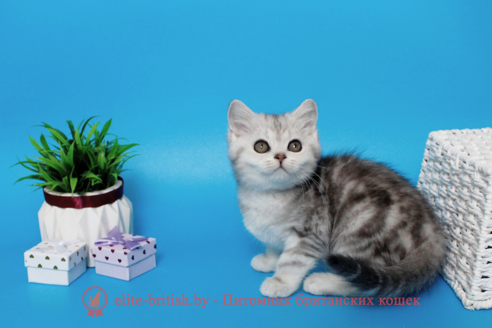 Британский котенок, черный серебристый мраморный окрас, мальчик Naris (Нарис), помет от 17.03.2026 британский котенок черный серебристый мраморный, британский кот мраморный, мраморный британец, мраморный окрас британских котят, британский кот мраморного окраса, мраморный окрас британской кошки, британец мраморного окраса, котята британцы мраморный окрас, мраморный окрас британских котят, серебристый мраморный британец, британская мраморная кошка характер, британский кот мраморного окраса, британец голубой мрамор, британец черный мрамор на серебре, красный мраморный британец, британская мраморная кошка, мраморный окрас британской кошки, британские кошки черный мрамор, мраморная британская короткошерстная кошка, британские кошки мрамор на серебре, британский кот черный мрамор