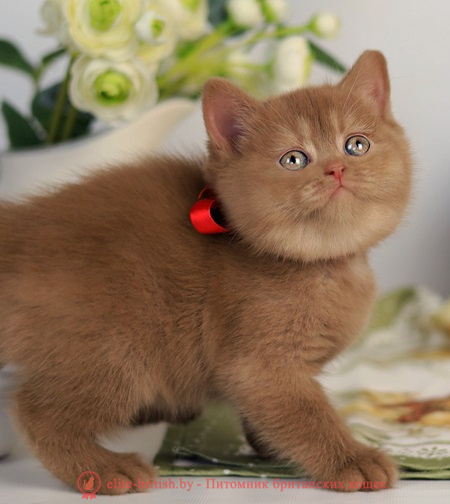 купить британского котенка, купить британца, циннамон британская кошка, кот британский циннамон , британский котенок циннамон , шоколадный ван британец, циннамон британец, британские котята циннамон фото, британцы циннамон фото, циннамон британская кошка, кот британский циннамон , британский котенок , циннамон британец, британец, британские котята фото, британцы фото