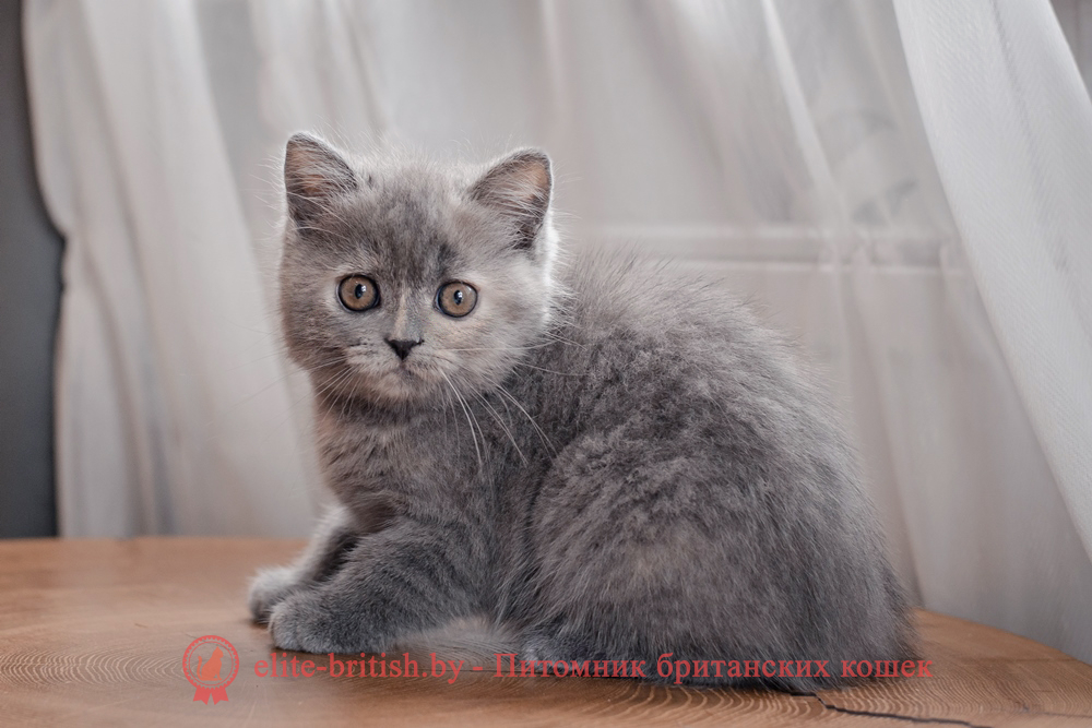 купить британского котенка, купить британца, британец голубой черепаховый фото, голубые черепаховые британцы фото, британские кошки голубые черепаховые, британская голубая кошка, британская голубая кошка фото, британской голубой кошки фото, кот британский голубой, коты британские голубые, голубые британские котята фото, британский голубой котенок фото, британские котята черепахового окраса фото, черепаховый окрас британской кошки фото, черепаховый британец, британская черепаховая кошка фото, британцы черепахового окраса фото, кошки британские черепахового окраса, черепаховый британский кот, британские коты черепахового окраса, британская черепаховая кошка, британские черепаховые котята, британские котята черепахового окраса, британцы черепаховый окрас, черепаховые британцы фото, британские кошки черепахового окраса, британцы черепахового окраса, британская кошка черепаховый окрас фото, котята британские черепаховый окрас, британец черепахового окраса фото, британские котята черепахового окраса фото, британская кошка черепаший окрас, британский кот черепахового окраса