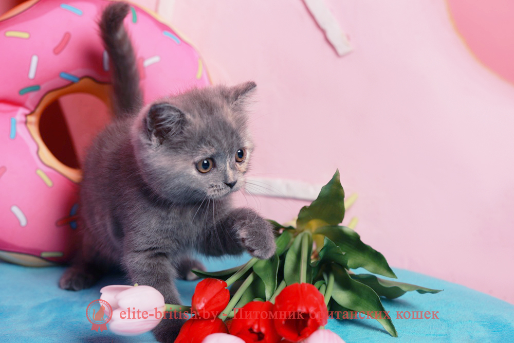 Британский котенок голубого черепахового окраса, девочка Aiza (Айза), помет от 28.04.2026 купить британского котенка, купить британца, британец голубой черепаховый фото, голубые черепаховые британцы фото, британские кошки голубые черепаховые, британская голубая кошка, британская голубая кошка фото, британской голубой кошки фото, кот британский голубой, коты британские голубые, голубые британские котята фото, британский голубой котенок фото, британские котята черепахового окраса фото, черепаховый окрас британской кошки фото, черепаховый британец, британская черепаховая кошка фото, британцы черепахового окраса фото, кошки британские черепахового окраса, черепаховый британский кот, британские коты черепахового окраса, британская черепаховая кошка, британские черепаховые котята, британские котята черепахового окраса, британцы черепаховый окрас, черепаховые британцы фото, британские кошки черепахового окраса, британцы черепахового окраса, британская кошка черепаховый окрас фото, котята британские черепаховый окрас, британец черепахового окраса фото, британские котята черепахового окраса фото, британская кошка черепаший окрас, британский кот черепахового окраса