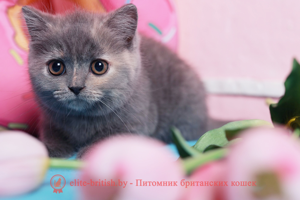 Британский котенок голубого черепахового окраса, девочка Aiza (Айза), помет от 28.04.2026 купить британского котенка, купить британца, британец голубой черепаховый фото, голубые черепаховые британцы фото, британские кошки голубые черепаховые, британская голубая кошка, британская голубая кошка фото, британской голубой кошки фото, кот британский голубой, коты британские голубые, голубые британские котята фото, британский голубой котенок фото, британские котята черепахового окраса фото, черепаховый окрас британской кошки фото, черепаховый британец, британская черепаховая кошка фото, британцы черепахового окраса фото, кошки британские черепахового окраса, черепаховый британский кот, британские коты черепахового окраса, британская черепаховая кошка, британские черепаховые котята, британские котята черепахового окраса, британцы черепаховый окрас, черепаховые британцы фото, британские кошки черепахового окраса, британцы черепахового окраса, британская кошка черепаховый окрас фото, котята британские черепаховый окрас, британец черепахового окраса фото, британские котята черепахового окраса фото, британская кошка черепаший окрас, британский кот черепахового окраса