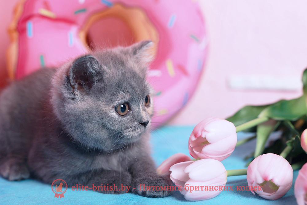 Британский котенок голубого черепахового окраса, девочка Aiza (Айза), помет от 28.04.2026 купить британского котенка, купить британца, британец голубой черепаховый фото, голубые черепаховые британцы фото, британские кошки голубые черепаховые, британская голубая кошка, британская голубая кошка фото, британской голубой кошки фото, кот британский голубой, коты британские голубые, голубые британские котята фото, британский голубой котенок фото, британские котята черепахового окраса фото, черепаховый окрас британской кошки фото, черепаховый британец, британская черепаховая кошка фото, британцы черепахового окраса фото, кошки британские черепахового окраса, черепаховый британский кот, британские коты черепахового окраса, британская черепаховая кошка, британские черепаховые котята, британские котята черепахового окраса, британцы черепаховый окрас, черепаховые британцы фото, британские кошки черепахового окраса, британцы черепахового окраса, британская кошка черепаховый окрас фото, котята британские черепаховый окрас, британец черепахового окраса фото, британские котята черепахового окраса фото, британская кошка черепаший окрас, британский кот черепахового окраса