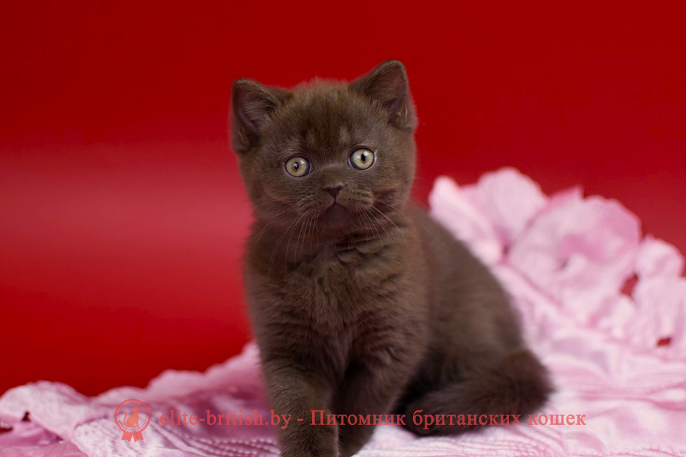 Британский котенок шоколадного окраса, девочка Avrora (Аврора), помет от 14.05.2026 шоколадные британцы фото, британские кошки шоколадного окраса фото, британские шоколадные котята фото, шоколадный британец, британские кошки шоколадный окрас, котенок британец шоколадный, британская шоколадная кошка фото, британский шоколадный кот фото, шоколадные британцы котята фото, шоколадная британская кошка, шоколадный британский кот, британец кот шоколадный, британские коты шоколадного окраса, британские коты шоколадного окраса фото, британские котята шоколадного окраса фото, шоколадный британский котенок, кошки британцы шоколадные, британец шоколадного цвета, британский котенок шоколадного окраса, британцы окрас шоколадный, британская кошка шоколадного окраса фото, британские котята шоколадного окраса фото, британский кот шоколадного окраса фото, британцы шоколадного окраса фото, британцы коричневого цвета, кошки британские коричневые, британские коричневые котята фото, британский кот коричневый, коричневый британец, коричневые британские котята, кот британец коричневый, британские кошки коричневого окраса