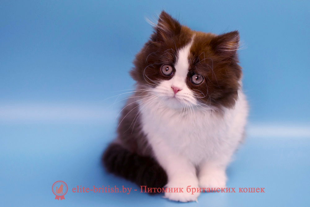 Длинношерстный британский котенок шоколадного биколор окраса, девочка Zabava (Забава), помет от 1.05.2026 длинношерстный шоколадный биколор британская кошка, кот британский шоколадный биколор, британский котенок шоколадный биколор , шоколадный ван британец, шоколадный биколор британец, британские котята шоколадный фото, британцы шоколадный фото, шоколадный британская кошка, кот британский шоколадный биколор, британский котенок , шоколадный шоколадный британец, британец, британские котята фото, британцы фото