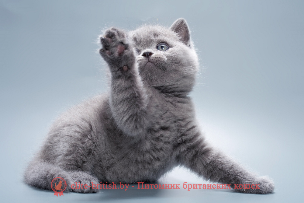 Британский котенок голубого окраса, мальчик Quick (Квик), помет от 12.05.2026 купить британского котенка, купить британца, британец голубой фото, голубые британцы фото, британский кошки голубой, британская голубая кошка, британская голубая кошка фото, британской голубой кошки фото, кот британский голубой, коты британские голубые, голубые британские котята фото, британский голубой котенок фото, британский голубой кот фото, фото британского голубого кота, окрас британских котят голубой фото, британские котята голубого окраса фото, британцы коты фото голубые