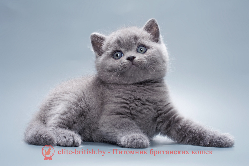 Британский котенок голубого окраса, мальчик Quick (Квик), помет от 12.05.2026 купить британского котенка, купить британца, британец голубой фото, голубые британцы фото, британский кошки голубой, британская голубая кошка, британская голубая кошка фото, британской голубой кошки фото, кот британский голубой, коты британские голубые, голубые британские котята фото, британский голубой котенок фото, британский голубой кот фото, фото британского голубого кота, окрас британских котят голубой фото, британские котята голубого окраса фото, британцы коты фото голубые