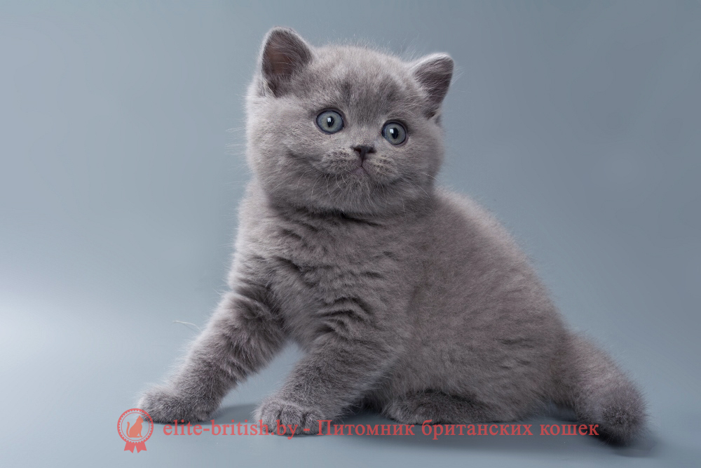Британский котенок голубого окраса, мальчик Quick (Квик), помет от 12.05.2026 купить британского котенка, купить британца, британец голубой фото, голубые британцы фото, британский кошки голубой, британская голубая кошка, британская голубая кошка фото, британской голубой кошки фото, кот британский голубой, коты британские голубые, голубые британские котята фото, британский голубой котенок фото, британский голубой кот фото, фото британского голубого кота, окрас британских котят голубой фото, британские котята голубого окраса фото, британцы коты фото голубые