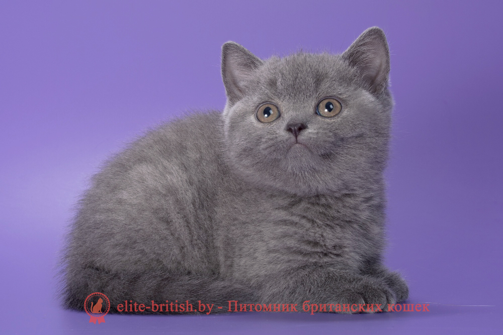 Британский котенок голубого окраса, девочка Pixie (Пикси), помет от 28.05.2026 купить британского котенка, купить британца, британец голубой фото, голубые британцы фото, британский кошки голубой, британская голубая кошка, британская голубая кошка фото, британской голубой кошки фото, кот британский голубой, коты британские голубые, голубые британские котята фото, британский голубой котенок фото, британский голубой кот фото, фото британского голубого кота, окрас британских котят голубой фото, британские котята голубого окраса фото, британцы коты фото голубые