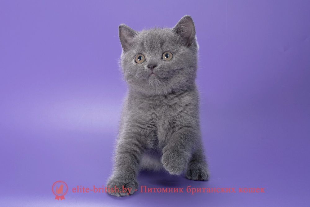 Британский котенок голубого окраса, девочка Pixie (Пикси), помет от 28.05.2026 купить британского котенка, купить британца, британец голубой фото, голубые британцы фото, британский кошки голубой, британская голубая кошка, британская голубая кошка фото, британской голубой кошки фото, кот британский голубой, коты британские голубые, голубые британские котята фото, британский голубой котенок фото, британский голубой кот фото, фото британского голубого кота, окрас британских котят голубой фото, британские котята голубого окраса фото, британцы коты фото голубые