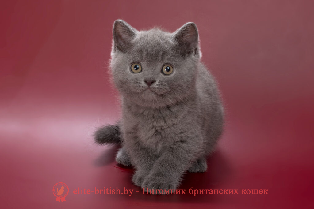 купить британского котенка, купить британца, британец голубой фото, голубые британцы фото, британский кошки голубой, британская голубая кошка, британская голубая кошка фото, британской голубой кошки фото, кот британский голубой, коты британские голубые, голубые британские котята фото, британский голубой котенок фото, британский голубой кот фото, фото британского голубого кота, окрас британских котят голубой фото, британские котята голубого окраса фото, британцы коты фото голубые