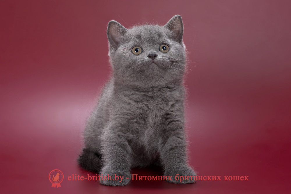 Британский котенок голубого окраса, девочка Pixie (Пикси), помет от 28.05.2026 купить британского котенка, купить британца, британец голубой фото, голубые британцы фото, британский кошки голубой, британская голубая кошка, британская голубая кошка фото, британской голубой кошки фото, кот британский голубой, коты британские голубые, голубые британские котята фото, британский голубой котенок фото, британский голубой кот фото, фото британского голубого кота, окрас британских котят голубой фото, британские котята голубого окраса фото, британцы коты фото голубые