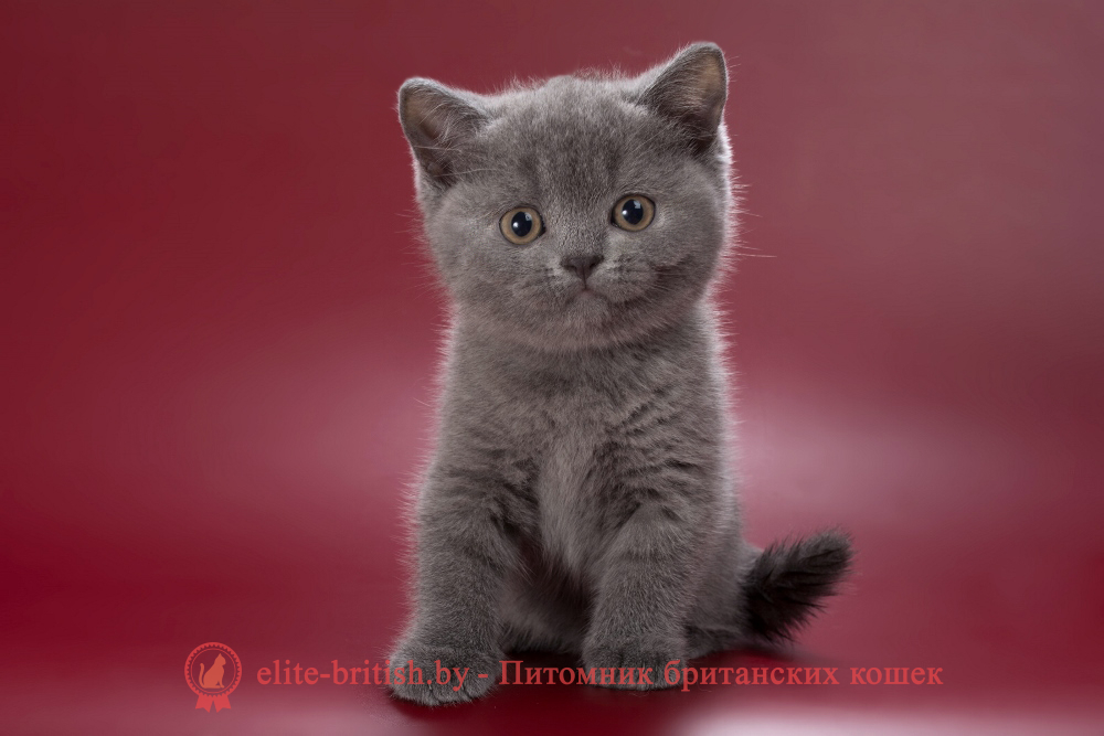 Британский котенок голубого окраса, девочка Pixie (Пикси), помет от 28.05.2026 купить британского котенка, купить британца, британец голубой фото, голубые британцы фото, британский кошки голубой, британская голубая кошка, британская голубая кошка фото, британской голубой кошки фото, кот британский голубой, коты британские голубые, голубые британские котята фото, британский голубой котенок фото, британский голубой кот фото, фото британского голубого кота, окрас британских котят голубой фото, британские котята голубого окраса фото, британцы коты фото голубые