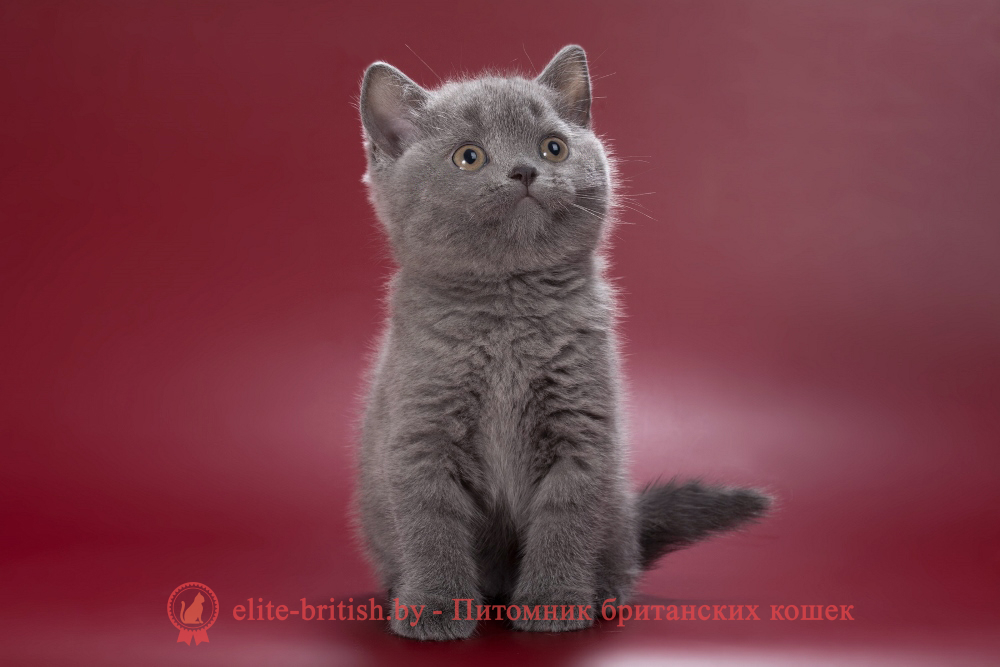 Британский котенок голубого окраса, девочка Pixie (Пикси), помет от 28.05.2026 купить британского котенка, купить британца, британец голубой фото, голубые британцы фото, британский кошки голубой, британская голубая кошка, британская голубая кошка фото, британской голубой кошки фото, кот британский голубой, коты британские голубые, голубые британские котята фото, британский голубой котенок фото, британский голубой кот фото, фото британского голубого кота, окрас британских котят голубой фото, британские котята голубого окраса фото, британцы коты фото голубые