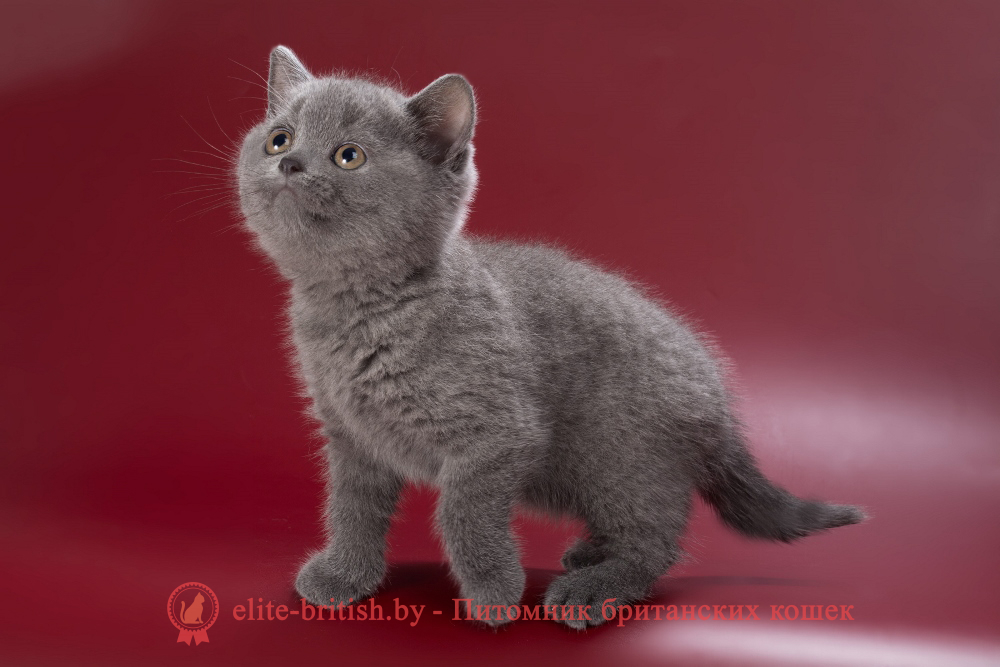 Британский котенок голубого окраса, девочка Pixie (Пикси), помет от 28.05.2026 купить британского котенка, купить британца, британец голубой фото, голубые британцы фото, британский кошки голубой, британская голубая кошка, британская голубая кошка фото, британской голубой кошки фото, кот британский голубой, коты британские голубые, голубые британские котята фото, британский голубой котенок фото, британский голубой кот фото, фото британского голубого кота, окрас британских котят голубой фото, британские котята голубого окраса фото, британцы коты фото голубые
