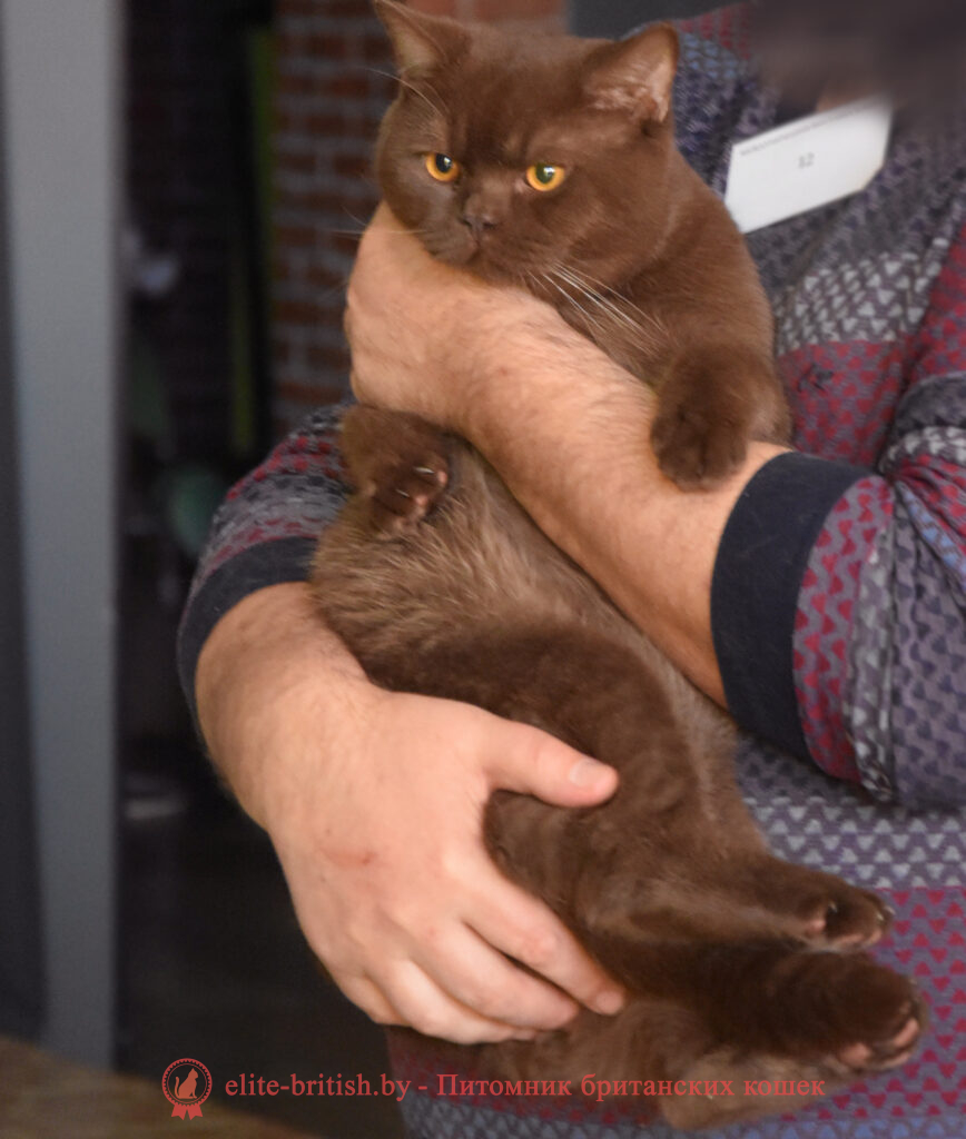 Британский кот, окрас шоколадный (BSH b), ген.тик, носитель циннамон