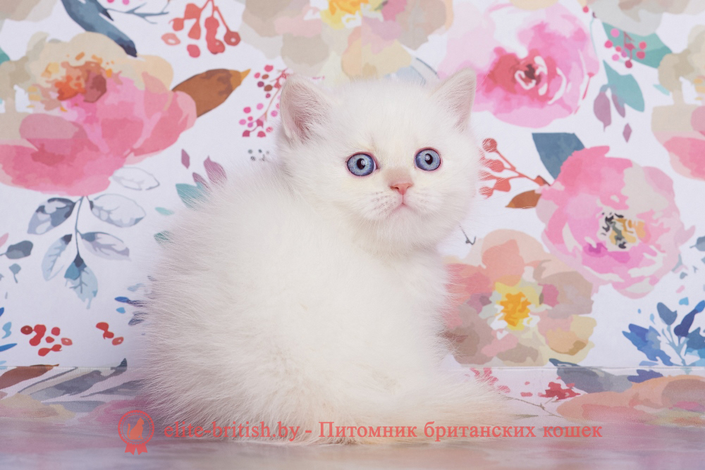 Британский котенок кремового пойнт окраса, мальчик Atlas (Атлас), помет от 1.06.2026 британский кот кремовый поинт, британец колор поинт, британская кошка поинт колор, британский кот поинт, британские котята поинт, британские котята кремовый поинт, британские котята колор поинт, поинт британец, британцы кремовый поинт, британец поинт кремовый , британские котята голубой поинт, британские кошки голубой поинт, британские котята окраса красный поинт, британец поинт фото, британец колор поинт фото, британская кошка колор поинт фото, красный пойнт британские кошки, британские кошки колор пойнт, красный пойнт британские котята, пойнт британцы, колор пойнт британец, кот британский колор пойнт, британские котята колор пойнт
