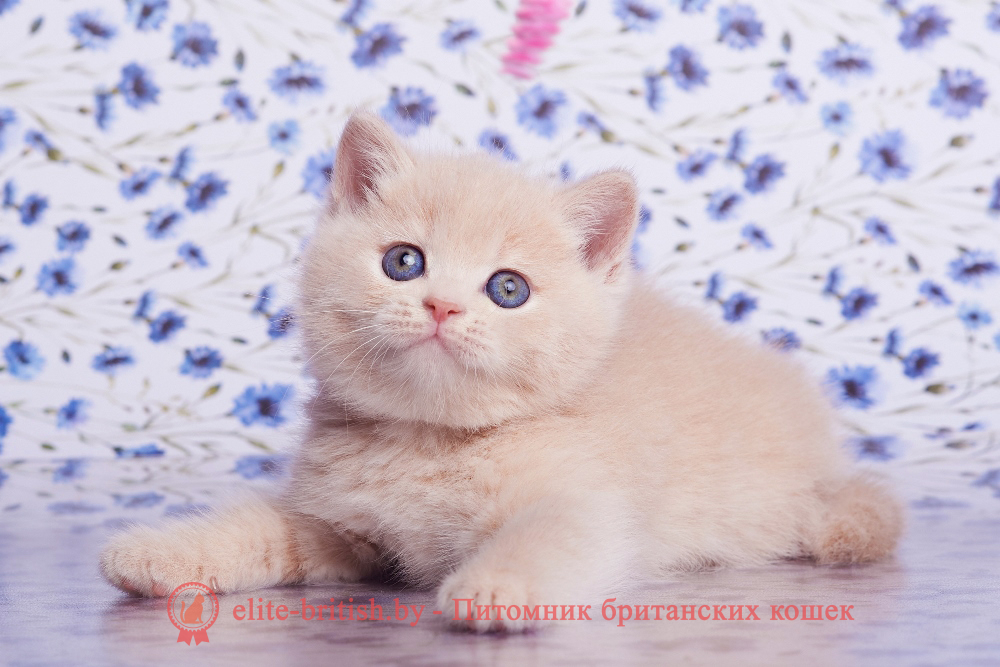 Британский котенок кремового окраса, девочка Asia (Азия), помет от 1.06.2026 бежевые британцы, бежевый британец фото, кошки британские бежевые, бежевые британские коты, британские котята кремовые фото, британские кремовые коты фото, кремовый британец фото, британские котята кремового окраса фото, британец персикового цвета фото, британские котята персиковые фото, британские персиковые котята, британец персиковый, британец персиковый фото, британцы персикового окраса, британские котята кремового окраса, кремовый окрас британских кошек, британцы кремового окраса, британский кот кремового окраса, британская кошка кремовый окрас фото, британские котята кремового окраса фото
