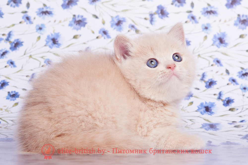 Британский котенок кремового окраса, девочка Asia (Азия), помет от 1.06.2026 бежевые британцы, бежевый британец фото, кошки британские бежевые, бежевые британские коты, британские котята кремовые фото, британские кремовые коты фото, кремовый британец фото, британские котята кремового окраса фото, британец персикового цвета фото, британские котята персиковые фото, британские персиковые котята, британец персиковый, британец персиковый фото, британцы персикового окраса, британские котята кремового окраса, кремовый окрас британских кошек, британцы кремового окраса, британский кот кремового окраса, британская кошка кремовый окрас фото, британские котята кремового окраса фото