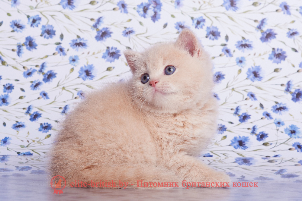 Британский котенок кремового окраса, девочка Asia (Азия), помет от 1.06.2026 бежевые британцы, бежевый британец фото, кошки британские бежевые, бежевые британские коты, британские котята кремовые фото, британские кремовые коты фото, кремовый британец фото, британские котята кремового окраса фото, британец персикового цвета фото, британские котята персиковые фото, британские персиковые котята, британец персиковый, британец персиковый фото, британцы персикового окраса, британские котята кремового окраса, кремовый окрас британских кошек, британцы кремового окраса, британский кот кремового окраса, британская кошка кремовый окрас фото, британские котята кремового окраса фото