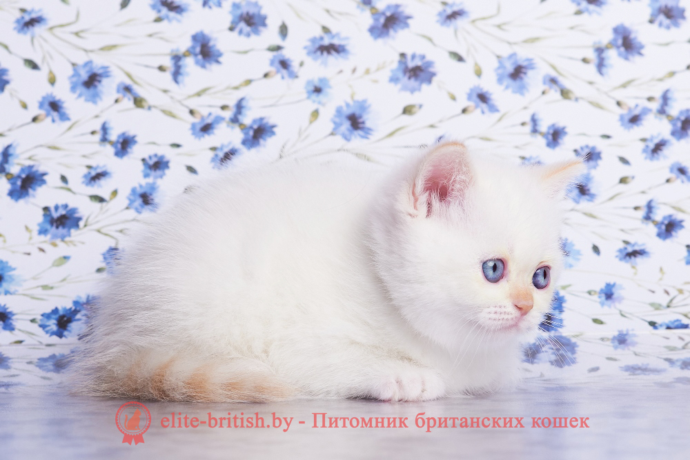 Британский котенок кремового /красного пойнт окраса, девочка Aliaska (Аляска), помет от 1.06.2026 британский кот кремовый поинт, британец колор поинт, британская кошка поинт колор, британский кот поинт, британские котята поинт, британские котята кремовый поинт, британские котята колор поинт, поинт британец, британцы кремовый поинт, британец поинт кремовый , британские котята голубой поинт, британские кошки голубой поинт, британские котята окраса красный поинт, британец поинт фото, британец колор поинт фото, британская кошка колор поинт фото, красный пойнт британские кошки, британские кошки колор пойнт, красный пойнт британские котята, пойнт британцы, колор пойнт британец, кот британский колор пойнт, британские котята колор пойнт
