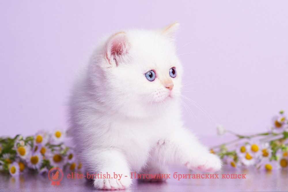 Британский котенок кремового /красного пойнт окраса, девочка Aliaska (Аляска), помет от 1.06.2026 британский кот кремовый поинт, британец колор поинт, британская кошка поинт колор, британский кот поинт, британские котята поинт, британские котята кремовый поинт, британские котята колор поинт, поинт британец, британцы кремовый поинт, британец поинт кремовый , британские котята голубой поинт, британские кошки голубой поинт, британские котята окраса красный поинт, британец поинт фото, британец колор поинт фото, британская кошка колор поинт фото, красный пойнт британские кошки, британские кошки колор пойнт, красный пойнт британские котята, пойнт британцы, колор пойнт британец, кот британский колор пойнт, британские котята колор пойнт