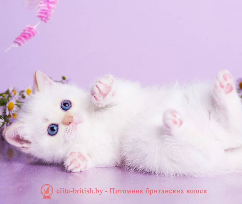 купить британского котенка, купить британца, британский кот кремовый поинт, британец колор поинт, британская кошка поинт колор, британский кот поинт, британские котята поинт, британские котята кремовый поинт, британские котята колор поинт, поинт британец, британцы кремовый поинт, британец поинт кремовый , британские котята голубой поинт, британские кошки голубой поинт, британские котята окраса красный поинт, британец поинт фото, британец колор поинт фото, британская кошка колор поинт фото, красный пойнт британские кошки, британские кошки колор пойнт, красный пойнт британские котята, пойнт британцы, колор пойнт британец, кот британский колор пойнт, британские котята колор пойнт
