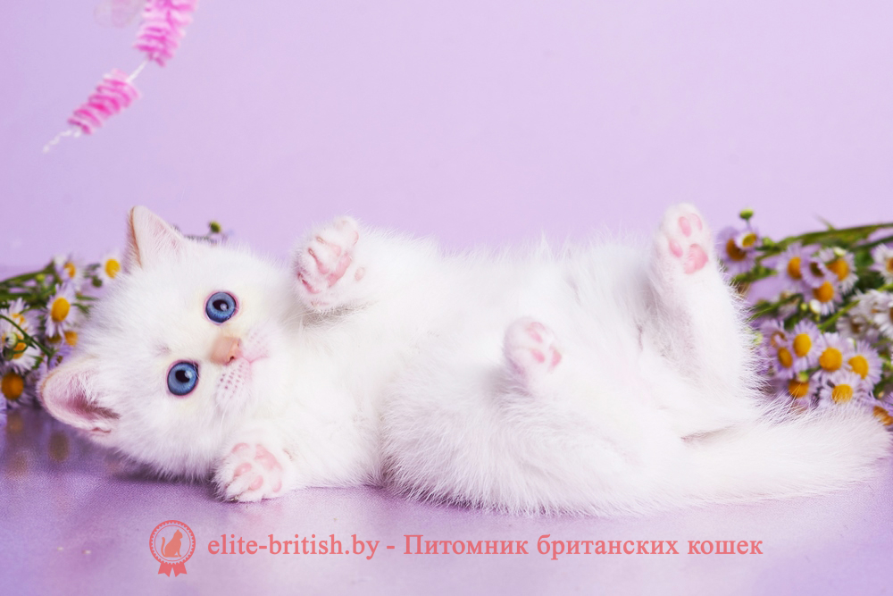 британский кот кремовый поинт, британец колор поинт, британская кошка поинт колор, британский кот поинт, британские котята поинт, британские котята кремовый поинт, британские котята колор поинт, поинт британец, британцы кремовый поинт, британец поинт кремовый , британские котята голубой поинт, британские кошки голубой поинт, британские котята окраса красный поинт, британец поинт фото, британец колор поинт фото, британская кошка колор поинт фото, красный пойнт британские кошки, британские кошки колор пойнт, красный пойнт британские котята, пойнт британцы, колор пойнт британец, кот британский колор пойнт, британские котята колор пойнт