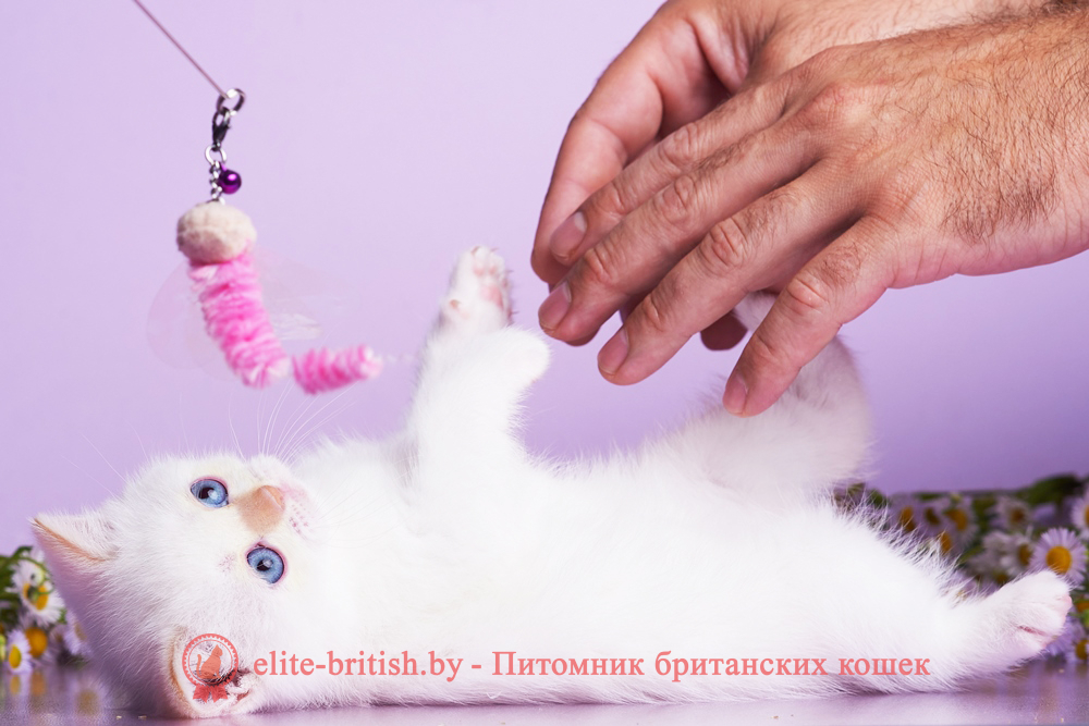Британский котенок кремового /красного пойнт окраса, девочка Aliaska (Аляска), помет от 1.06.2026 британский кот кремовый поинт, британец колор поинт, британская кошка поинт колор, британский кот поинт, британские котята поинт, британские котята кремовый поинт, британские котята колор поинт, поинт британец, британцы кремовый поинт, британец поинт кремовый , британские котята голубой поинт, британские кошки голубой поинт, британские котята окраса красный поинт, британец поинт фото, британец колор поинт фото, британская кошка колор поинт фото, красный пойнт британские кошки, британские кошки колор пойнт, красный пойнт британские котята, пойнт британцы, колор пойнт британец, кот британский колор пойнт, британские котята колор пойнт
