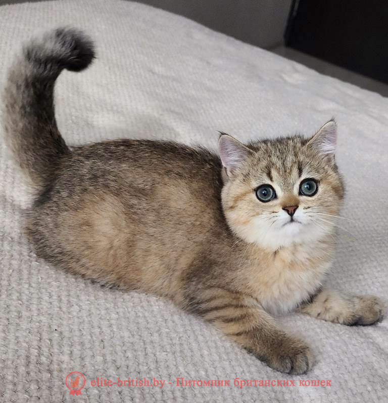 купить британского котенка, купить британца, золотой британский кот, британский кот серебристый, серебристый британец фото, серебристые британцы, британские серебристые котята, затушеванный британец, серебристый затушеванный британец, кошки британские серебристые, британская короткошерстная окраса серебро, британцы серебристая шиншилла, котята британские серебристые шиншиллы, британский кот серебристая шиншилла, британские кошки серебристая шиншилла, британская окрас серебристая шиншилла, затушеванный британец, серебристый затушеванный британец, кошки британские серебристые, британская короткошерстная окраса серебро, британская кошка тикированная, тикированный британец