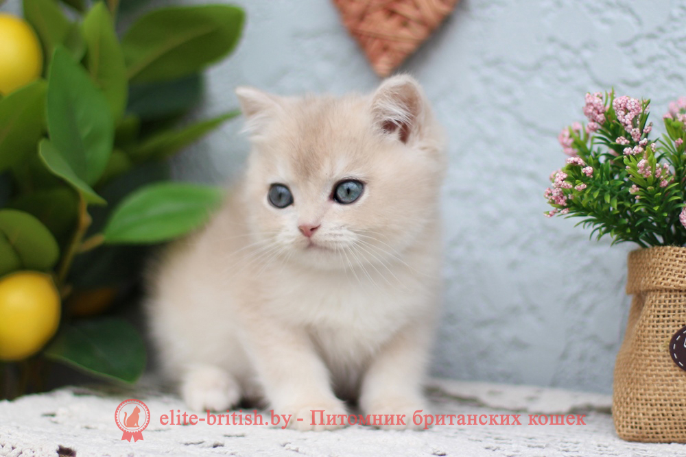 Британский котенок золотая шиншилла - голубое золото окрас, мальчик Chester (Честер), помет от 25.04.2026 купить британского котенка голубое золото биколор, купить британца голубое золото биколор, голубой золотой британский кот, биколор шиншиллы золотые голубые биколор британцы фото, золотой тикированный британец, британская кошка золотая шиншилла тикированная, британский кот шиншилла золотая, золотой тикированный британец, британец золотая шиншилла, британец золотистый, котята британские окрас золотая шиншилла, британская кошка золотая шиншилла фото, британец окрас золотая шиншилла фото, британский золотой котенок, британская золотая кошка, британские котята золотая шиншилла, британский золотистый кот, кот золотой британец, британцы окрас золотой