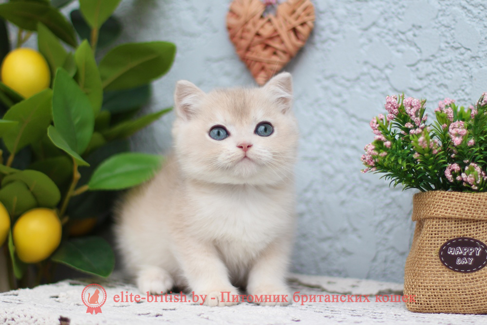 Британский котенок золотая шиншилла - голубое золото окрас, мальчик Chester (Цезарь), помет от 25.04.2026 купить британского котенка голубое золото биколор, купить британца голубое золото биколор, голубой золотой британский кот, биколор шиншиллы золотые голубые биколор британцы фото, золотой тикированный британец, британская кошка золотая шиншилла тикированная, британский кот шиншилла золотая, золотой тикированный британец, британец золотая шиншилла, британец золотистый, котята британские окрас золотая шиншилла, британская кошка золотая шиншилла фото, британец окрас золотая шиншилла фото, британский золотой котенок, британская золотая кошка, британские котята золотая шиншилла, британский золотистый кот, кот золотой британец, британцы окрас золотой