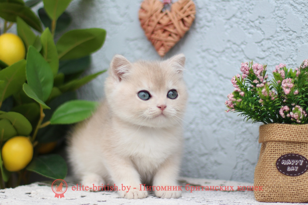 Британский котенок золотая шиншилла - голубое золото окрас, мальчик Chester (Честер), помет от 25.04.2026 купить британского котенка голубое золото биколор, купить британца голубое золото биколор, голубой золотой британский кот, биколор шиншиллы золотые голубые биколор британцы фото, золотой тикированный британец, британская кошка золотая шиншилла тикированная, британский кот шиншилла золотая, золотой тикированный британец, британец золотая шиншилла, британец золотистый, котята британские окрас золотая шиншилла, британская кошка золотая шиншилла фото, британец окрас золотая шиншилла фото, британский золотой котенок, британская золотая кошка, британские котята золотая шиншилла, британский золотистый кот, кот золотой британец, британцы окрас золотой