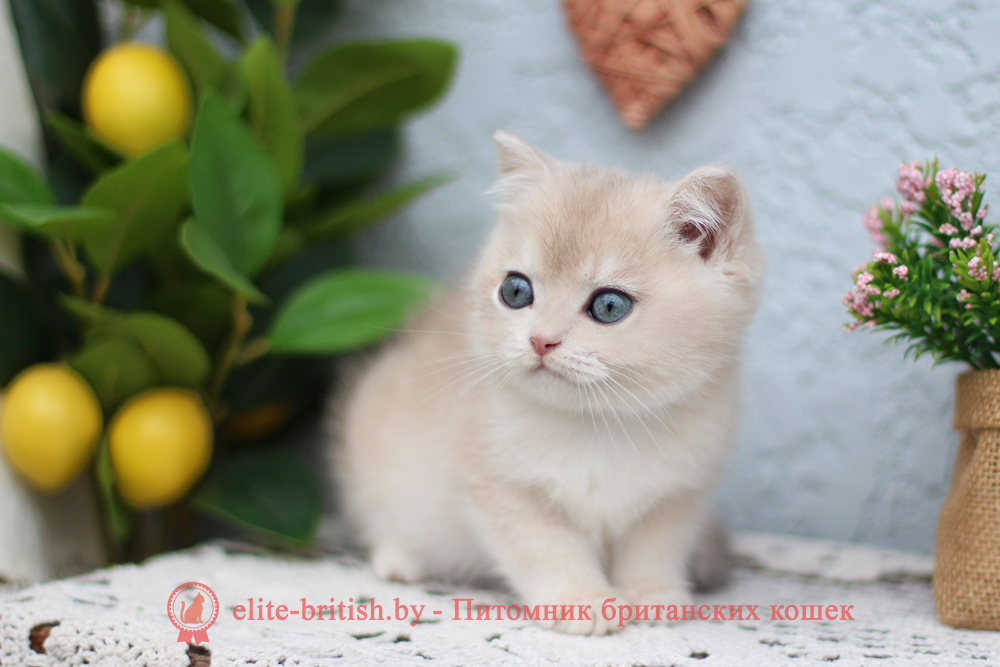 Британский котенок золотая шиншилла - голубое золото окрас, мальчик Chester (Честер), помет от 25.04.2026 купить британского котенка голубое золото биколор, купить британца голубое золото биколор, голубой золотой британский кот, биколор шиншиллы золотые голубые биколор британцы фото, золотой тикированный британец, британская кошка золотая шиншилла тикированная, британский кот шиншилла золотая, золотой тикированный британец, британец золотая шиншилла, британец золотистый, котята британские окрас золотая шиншилла, британская кошка золотая шиншилла фото, британец окрас золотая шиншилла фото, британский золотой котенок, британская золотая кошка, британские котята золотая шиншилла, британский золотистый кот, кот золотой британец, британцы окрас золотой