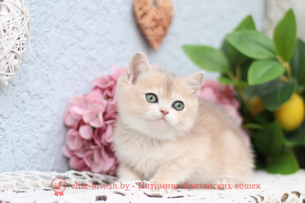 Британский котенок золотая шиншилла - голубое золото окрас, девочка Cindy (Синди), помет от 25.04.2026 купить британского котенка голубое золото биколор, купить британца голубое золото биколор, голубой золотой британский кот, биколор шиншиллы золотые голубые биколор британцы фото, золотой тикированный британец, британская кошка золотая шиншилла тикированная, британский кот шиншилла золотая, золотой тикированный британец, британец золотая шиншилла, британец золотистый, котята британские окрас золотая шиншилла, британская кошка золотая шиншилла фото, британец окрас золотая шиншилла фото, британский золотой котенок, британская золотая кошка, британские котята золотая шиншилла, британский золотистый кот, кот золотой британец, британцы окрас золотой