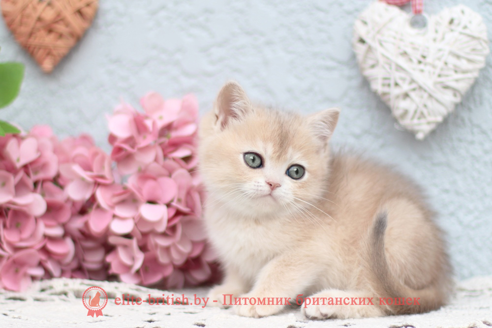 Британский котенок золотая шиншилла - голубое золото окрас, девочка Cindy (Синди), помет от 25.04.2026 купить британского котенка голубое золото биколор, купить британца голубое золото биколор, голубой золотой британский кот, биколор шиншиллы золотые голубые биколор британцы фото, золотой тикированный британец, британская кошка золотая шиншилла тикированная, британский кот шиншилла золотая, золотой тикированный британец, британец золотая шиншилла, британец золотистый, котята британские окрас золотая шиншилла, британская кошка золотая шиншилла фото, британец окрас золотая шиншилла фото, британский золотой котенок, британская золотая кошка, британские котята золотая шиншилла, британский золотистый кот, кот золотой британец, британцы окрас золотой