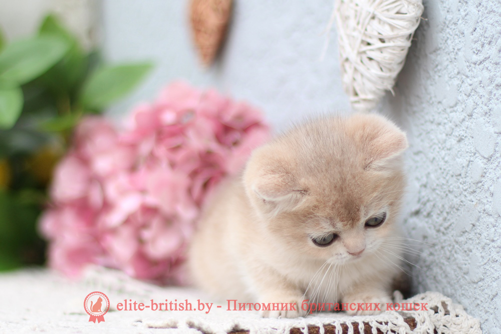 Британский котенок золотая шиншилла - голубое золото окрас, девочка Cindy (Синди), помет от 25.04.2026 купить британского котенка голубое золото биколор, купить британца голубое золото биколор, голубой золотой британский кот, биколор шиншиллы золотые голубые биколор британцы фото, золотой тикированный британец, британская кошка золотая шиншилла тикированная, британский кот шиншилла золотая, золотой тикированный британец, британец золотая шиншилла, британец золотистый, котята британские окрас золотая шиншилла, британская кошка золотая шиншилла фото, британец окрас золотая шиншилла фото, британский золотой котенок, британская золотая кошка, британские котята золотая шиншилла, британский золотистый кот, кот золотой британец, британцы окрас золотой