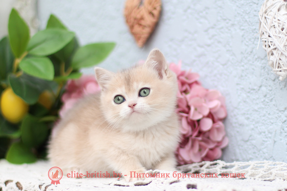 Британский котенок золотая шиншилла - голубое золото окрас, девочка Cindy (Синди), помет от 25.04.2026 купить британского котенка голубое золото биколор, купить британца голубое золото биколор, голубой золотой британский кот, биколор шиншиллы золотые голубые биколор британцы фото, золотой тикированный британец, британская кошка золотая шиншилла тикированная, британский кот шиншилла золотая, золотой тикированный британец, британец золотая шиншилла, британец золотистый, котята британские окрас золотая шиншилла, британская кошка золотая шиншилла фото, британец окрас золотая шиншилла фото, британский золотой котенок, британская золотая кошка, британские котята золотая шиншилла, британский золотистый кот, кот золотой британец, британцы окрас золотой