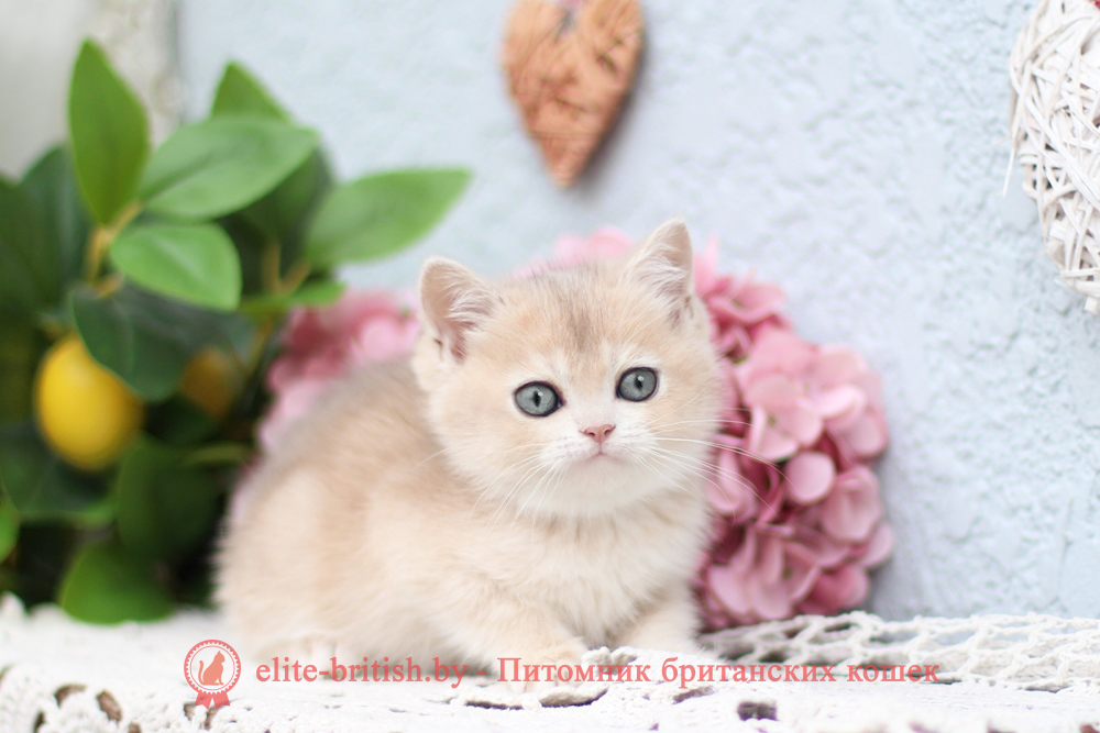 Британский котенок золотая шиншилла - голубое золото окрас, девочка Cindy (Синди), помет от 25.04.2026 купить британского котенка голубое золото биколор, купить британца голубое золото биколор, голубой золотой британский кот, биколор шиншиллы золотые голубые биколор британцы фото, золотой тикированный британец, британская кошка золотая шиншилла тикированная, британский кот шиншилла золотая, золотой тикированный британец, британец золотая шиншилла, британец золотистый, котята британские окрас золотая шиншилла, британская кошка золотая шиншилла фото, британец окрас золотая шиншилла фото, британский золотой котенок, британская золотая кошка, британские котята золотая шиншилла, британский золотистый кот, кот золотой британец, британцы окрас золотой